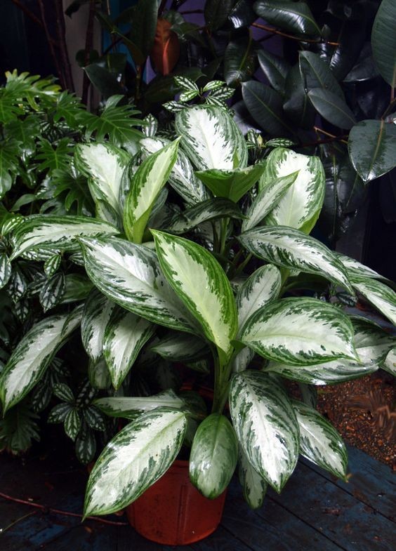 好養(yǎng)的大型綠植_大型綠植好養(yǎng)活_養(yǎng)大型綠植好還是小型