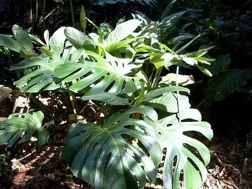 好養(yǎng)的大型綠植_養(yǎng)大型綠植好還是小型_大型綠植好養(yǎng)活