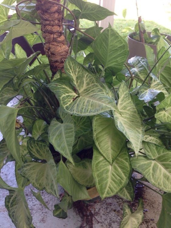 大型綠植好養(yǎng)活_養(yǎng)大型綠植好還是小型_好養(yǎng)的大型綠植