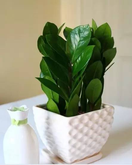 大型綠植好養(yǎng)活_好養(yǎng)的大型綠植_養(yǎng)大型綠植好還是小型