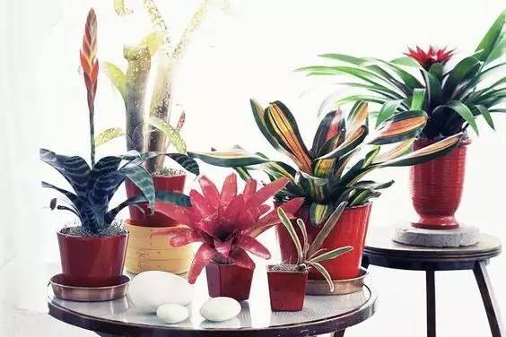 大型綠植好養(yǎng)活_好養(yǎng)的大型綠植_養(yǎng)大型綠植好還是小型