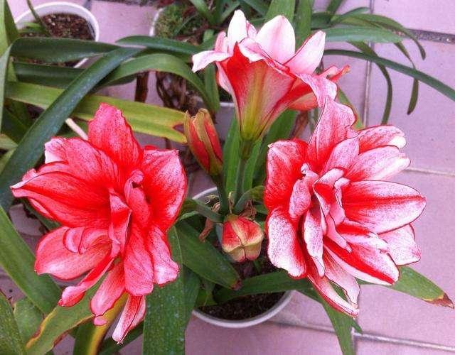 4種花，適合擺在飄窗上養(yǎng)，空間小不打緊，照樣好養(yǎng)活