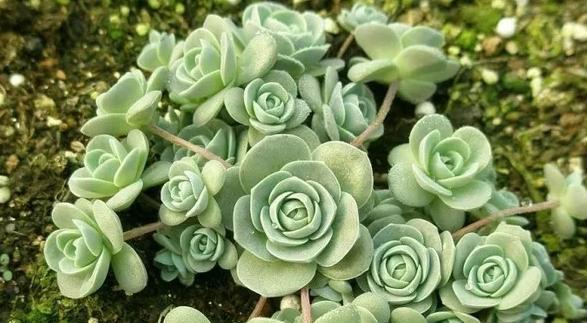推薦生長速度快、最容易爆盆的十二種多肉，美麗至極，新手必入！
