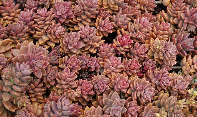 多肉植物100_植物多肉的圖片_植物多肉100字作文