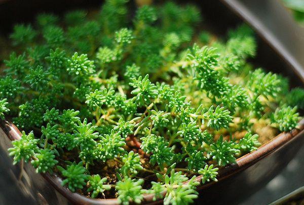 多肉植物100_植物多肉的圖片_植物多肉100字作文