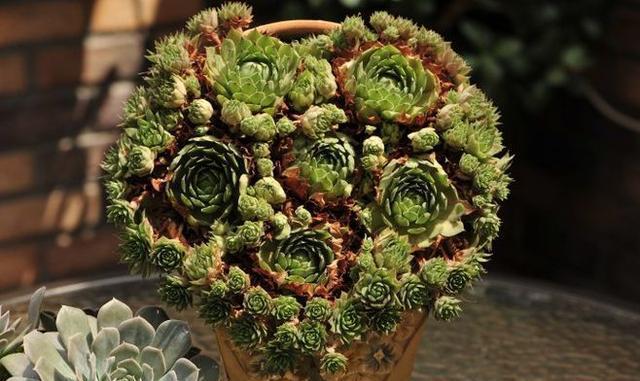 植物多肉100字作文_植物多肉的圖片_多肉植物100