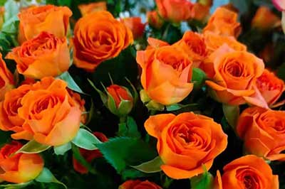 第一次認(rèn)識(shí)的女孩送什么花合適？對(duì)她也有一點(diǎn)好感但還不了解！