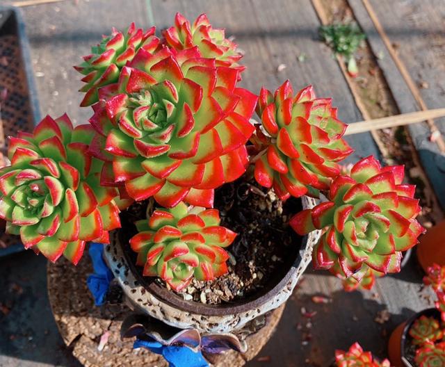 100種常見多肉圖鑒，比花還美，你認(rèn)識幾種？