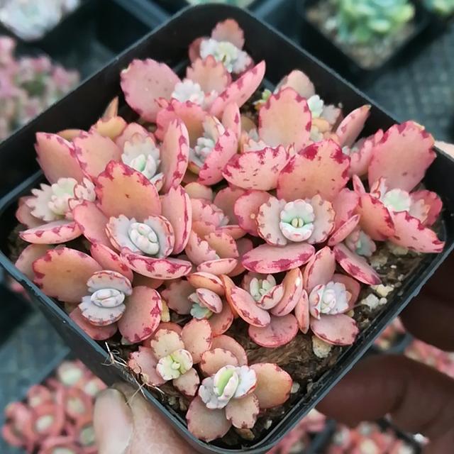 多肉植物樣子介紹_多肉這種植物長什么樣子_植物多肉是什么樣子的