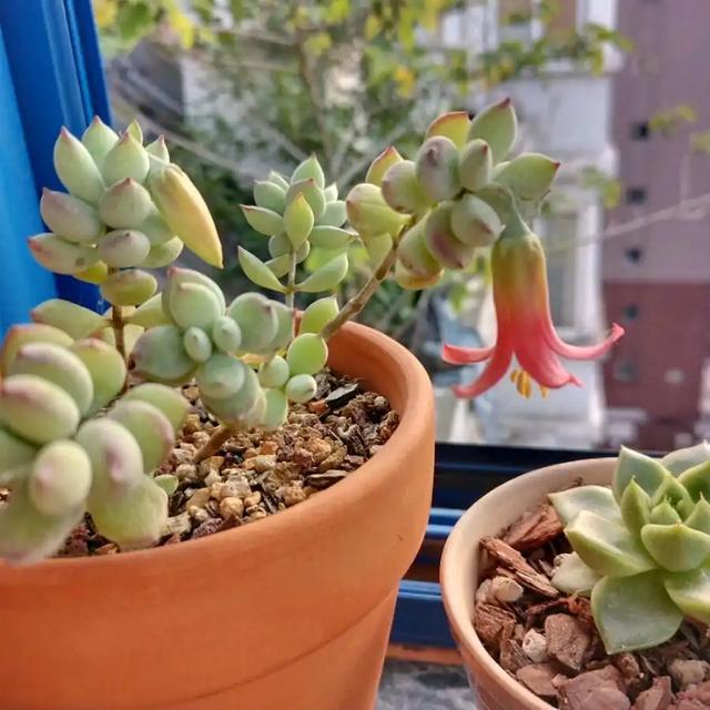 多肉這種植物長什么樣子_植物多肉是什么樣子的_多肉植物樣子介紹