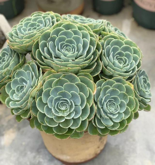 多肉植物樣子介紹_植物多肉是什么樣子的_多肉這種植物長什么樣子