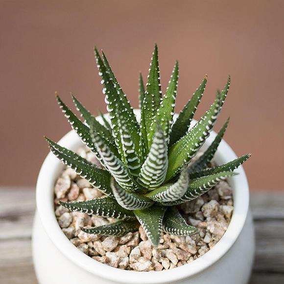 多肉這種植物長什么樣子_多肉植物樣子介紹_植物多肉是什么樣子的