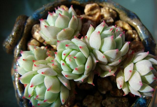 多肉這種植物長什么樣子_多肉植物樣子介紹_植物多肉是什么樣子的