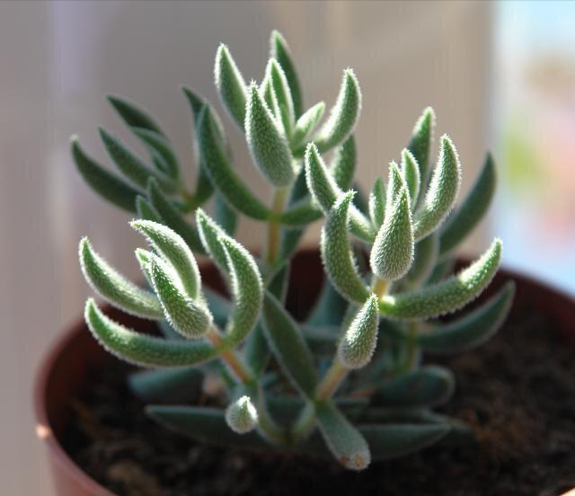 植物多肉是什么樣子的_多肉這種植物長什么樣子_多肉植物樣子介紹