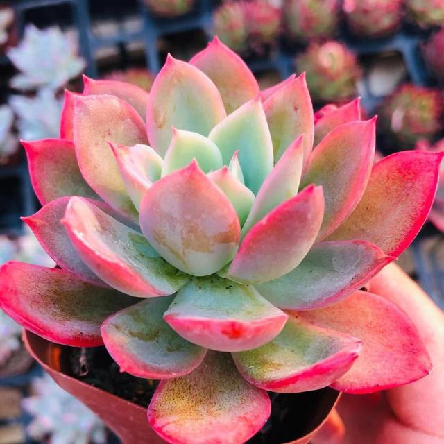 多肉植物樣子介紹_多肉這種植物長什么樣子_植物多肉是什么樣子的