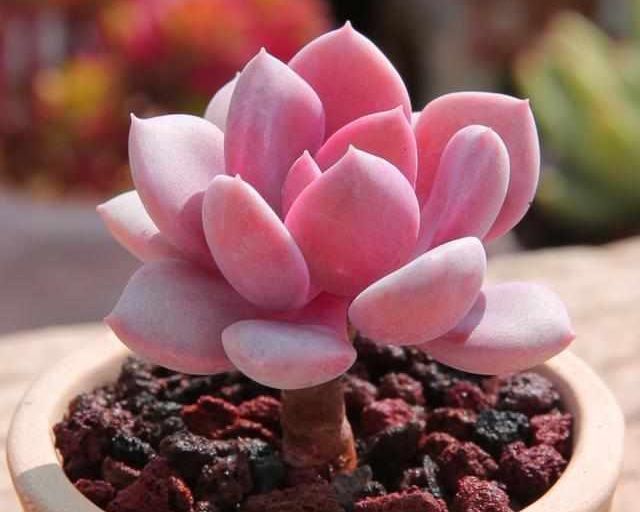 多肉植物樣子介紹_植物多肉是什么樣子的_多肉這種植物長什么樣子