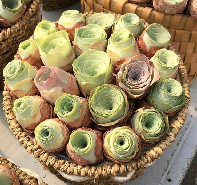 多肉這種植物長什么樣子_植物多肉是什么樣子的_多肉植物樣子介紹