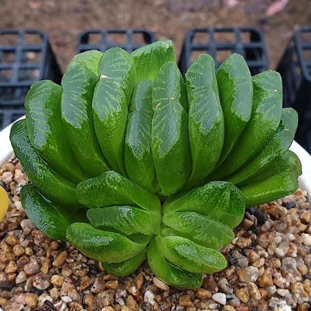 多肉這種植物長什么樣子_多肉植物樣子介紹_植物多肉是什么樣子的