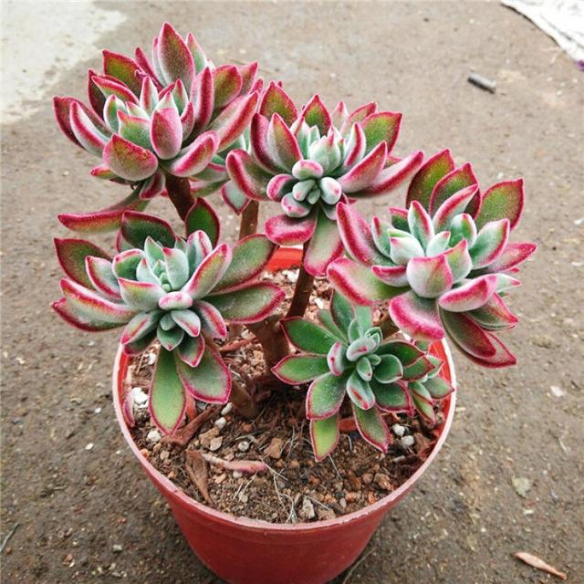 多肉植物樣子介紹_多肉這種植物長什么樣子_植物多肉是什么樣子的