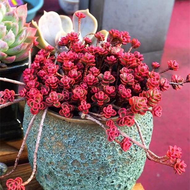 多肉這種植物長什么樣子_多肉植物樣子介紹_植物多肉是什么樣子的