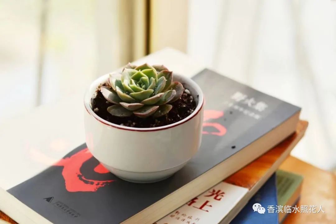 <strong>【思維導(dǎo)圖“畫”作文——繽紛世界】開靖雯《我的植物朋友——多肉》（二十）</strong>