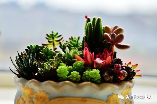 多肉植物樣子介紹_多肉植物是什么樣子的_多肉這種植物長什么樣子
