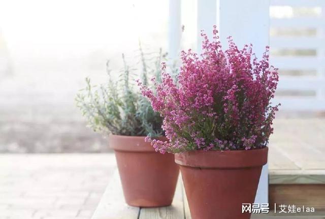 <strong>10種特別耐寒的盆栽花卉，北方冬天也凍不死的植物</strong>