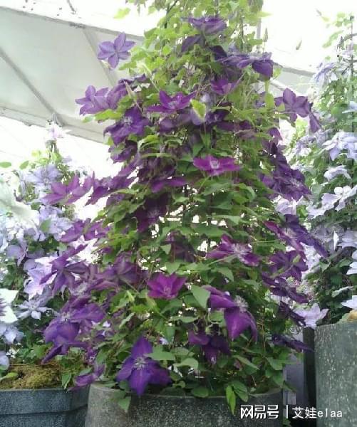 能過冬的室內(nèi)耐寒綠植_十大耐寒綠植_什么綠植耐寒