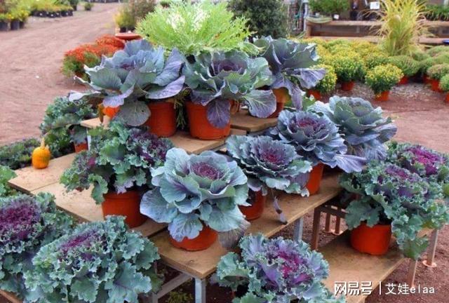 能過冬的室內(nèi)耐寒綠植_十大耐寒綠植_什么綠植耐寒