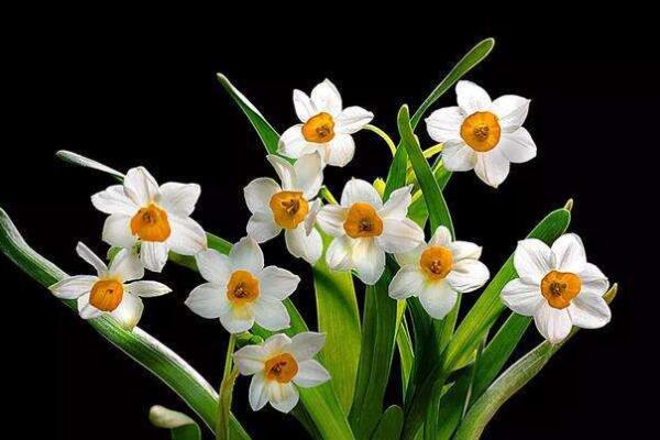 花卉名貴排名前十_名貴花卉排名_花卉名貴排名榜