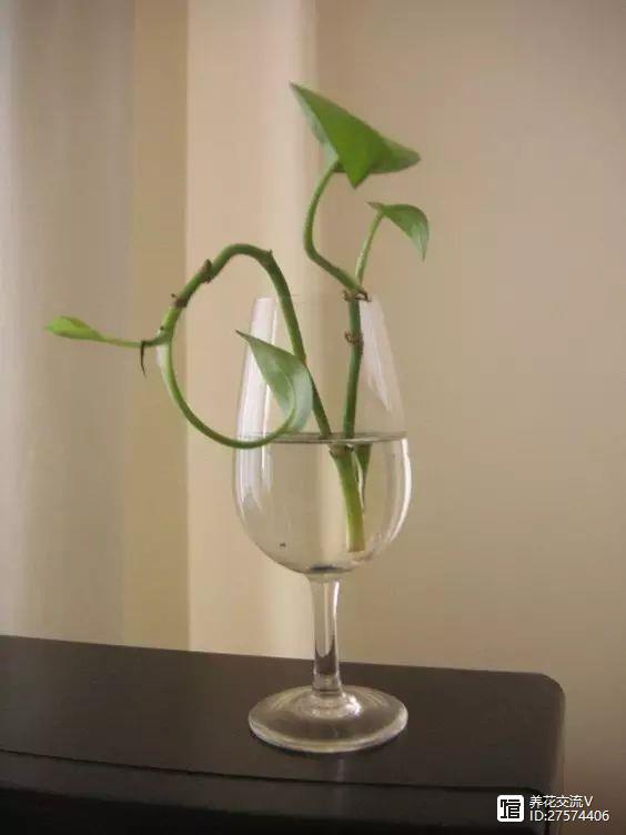 水培綠植只知道綠蘿？這14種都是最好的室內(nèi)水培植物