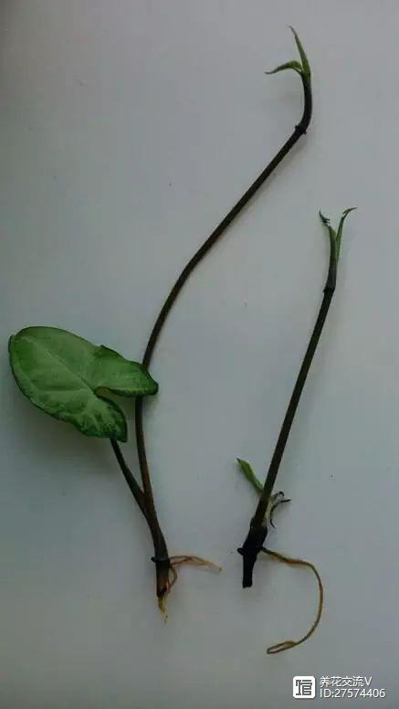 水培類(lèi)綠植有哪些_綠植類(lèi)水培有哪些品種_水培的綠葉植物