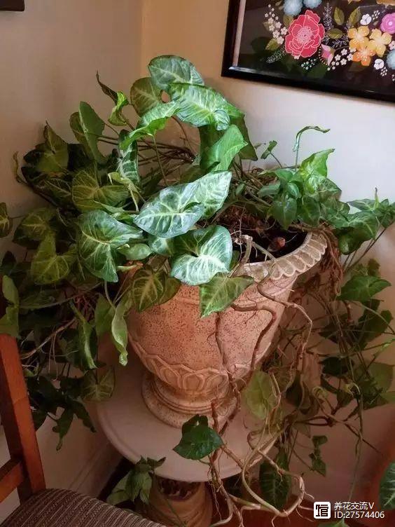 水培的綠葉植物_綠植類(lèi)水培有哪些品種_水培類(lèi)綠植有哪些