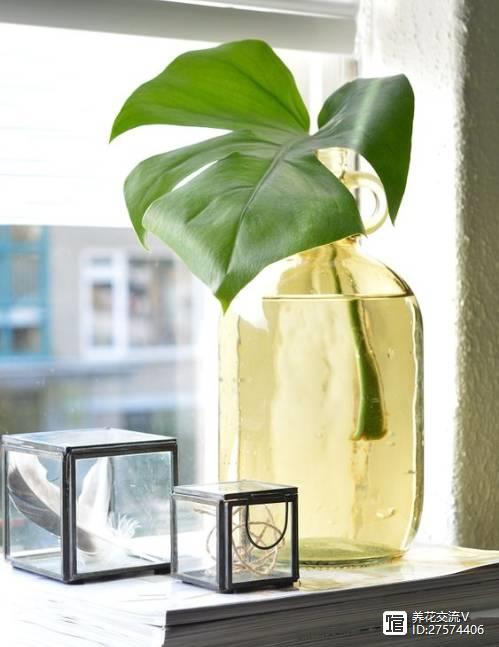 水培類(lèi)綠植有哪些_水培的綠葉植物_綠植類(lèi)水培有哪些品種