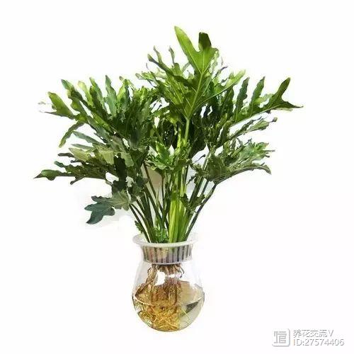 水培的綠葉植物_水培類(lèi)綠植有哪些_綠植類(lèi)水培有哪些品種