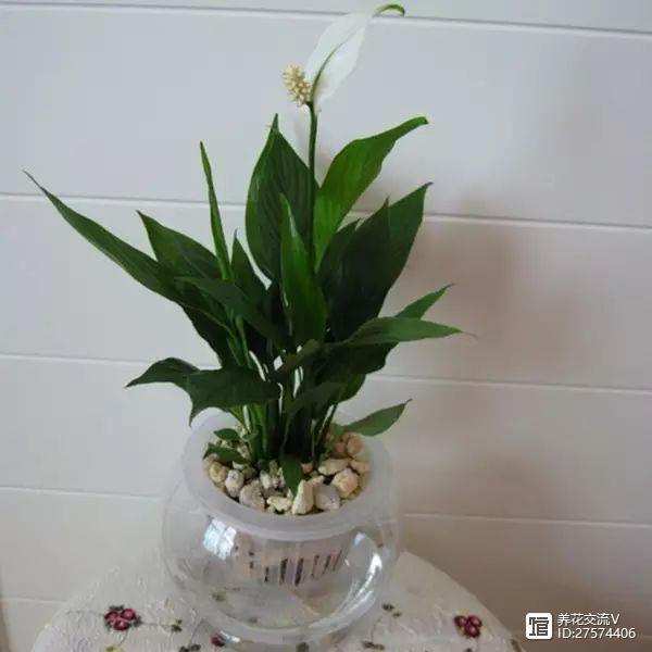 水培的綠葉植物_綠植類(lèi)水培有哪些品種_水培類(lèi)綠植有哪些