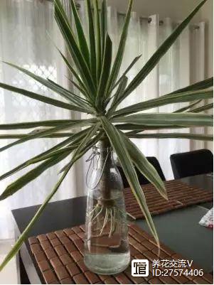 水培類(lèi)綠植有哪些_水培的綠葉植物_綠植類(lèi)水培有哪些品種