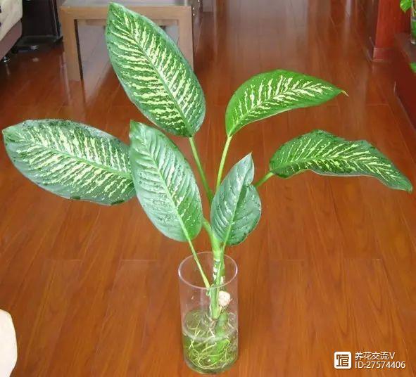 水培類(lèi)綠植有哪些_綠植類(lèi)水培有哪些品種_水培的綠葉植物