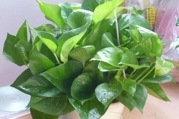 樓房里必養(yǎng)的8種花，哪些花好養(yǎng)易活