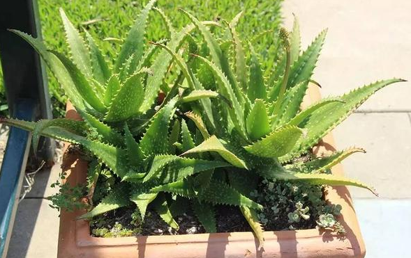 適合臥室養(yǎng)的水培植物_臥室培植養(yǎng)物適合水培嗎_臥室培植養(yǎng)物適合水培的植物