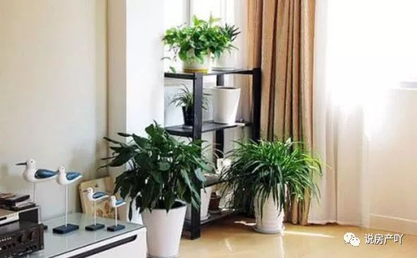 客廳養(yǎng)陽光適合見花草嗎_客廳陽光充足養(yǎng)什么花_客廳不見陽光適合養(yǎng)什么花