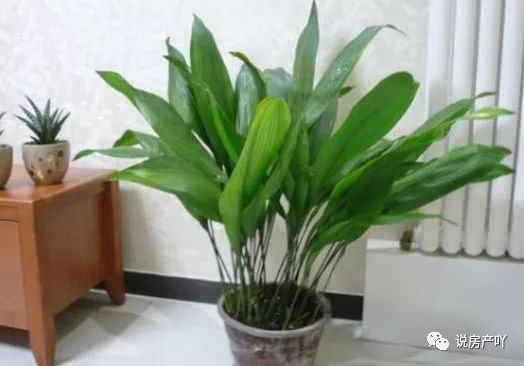 客廳陽光充足養(yǎng)什么花_客廳不見陽光適合養(yǎng)什么花_客廳養(yǎng)陽光適合見花草嗎