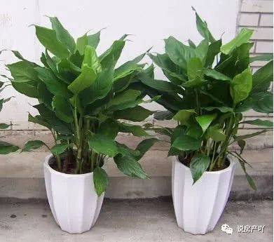 客廳陽光充足養(yǎng)什么花_客廳不見陽光適合養(yǎng)什么花_客廳養(yǎng)陽光適合見花草嗎