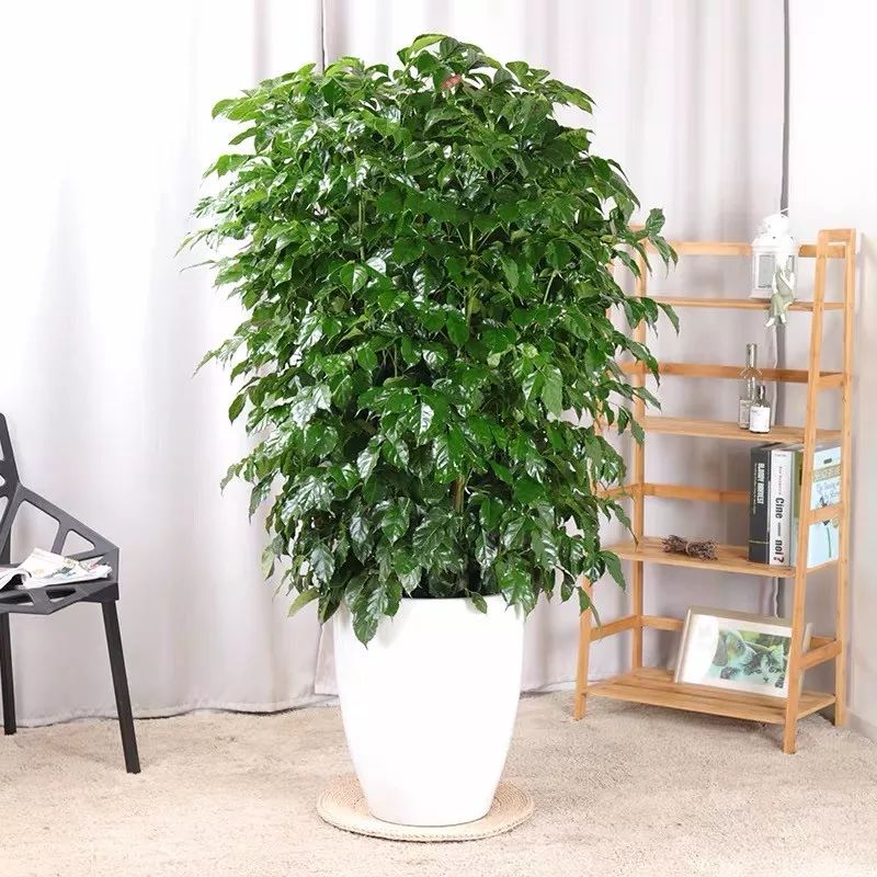 適合過年客廳擺放的6種大型植物，富貴、高級又霸氣！