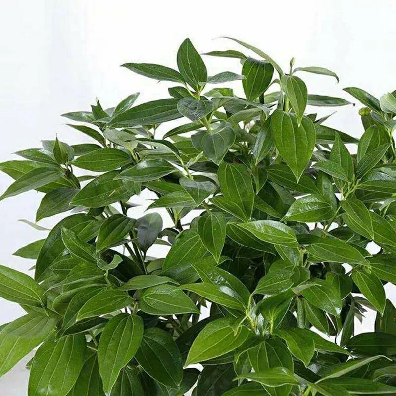 客廳擺綠植有什么講究_客廳適合擺放的綠植_客廳擺放綠植適合什么顏色