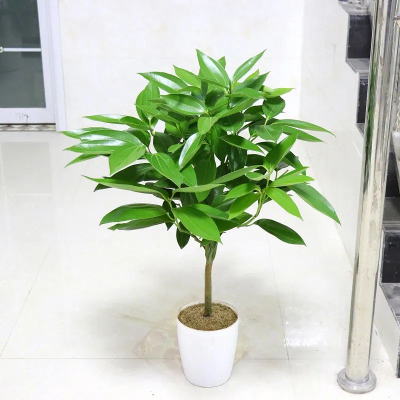 客廳擺綠植有什么講究_客廳擺放綠植適合什么顏色_客廳適合擺放的綠植