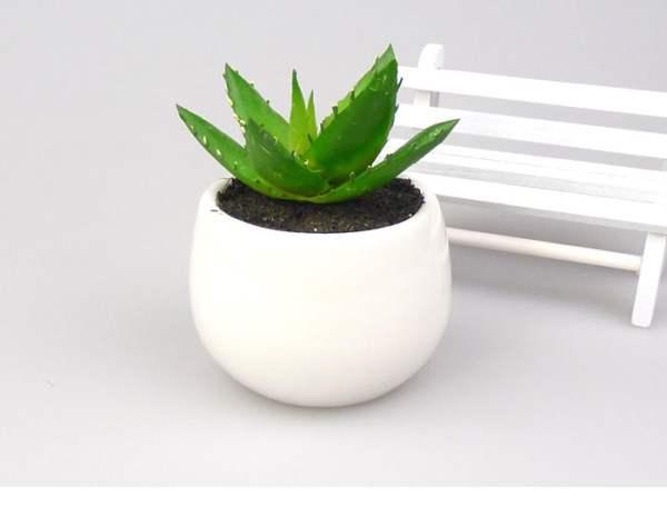 在家里養(yǎng)這幾種花草，凈化空氣給家人帶來健康！