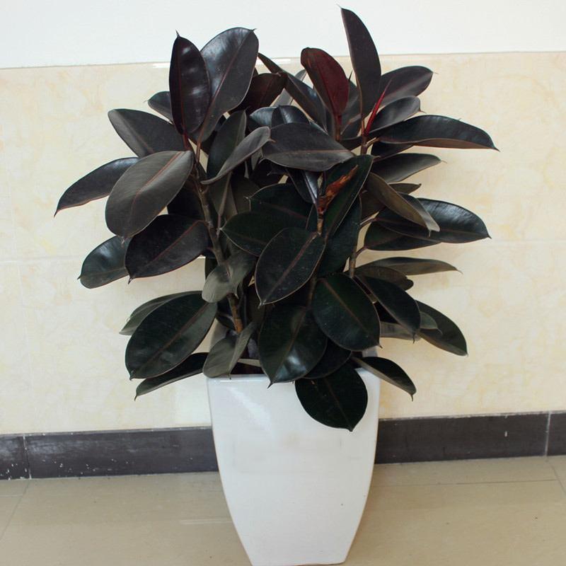 室內(nèi)凈化空氣花_家里養(yǎng)花凈化空氣_屋里養(yǎng)什么花可以凈化空氣