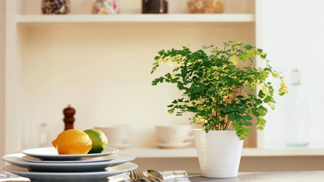 <strong>這10種耐陰花，養(yǎng)家里才氣派，讓你“擺脫”綠蘿的束縛~</strong>