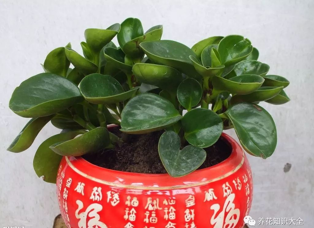 客廳綠植耐寒養(yǎng)什么植物_耐陰耐寒的客廳綠植_客廳耐寒綠植耐陰還是耐熱